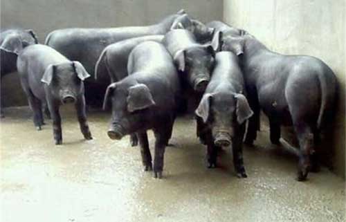 黑猪养殖——松辽瘦肉型黑猪新品