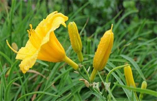 金针菜（黄花菜）的栽培技术和种植方法