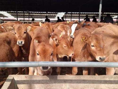 牛养殖技术：仁怀市为创建生态畜牧大市，大力发展山地生态畜牧业