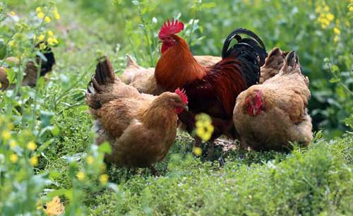 鸡群出现呼吸道病的原因及防治