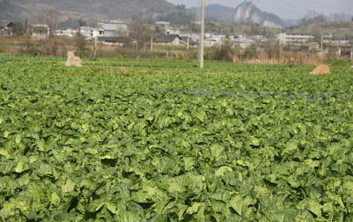 早春露地白菜种植技术及田间管理和采收