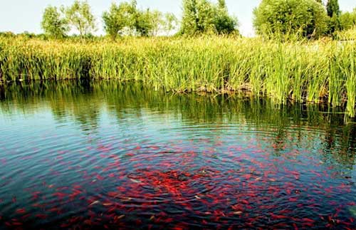 养殖水体中污染物质种类及危害