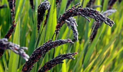 黑米稻种植栽培技术|黑米的功效与作用