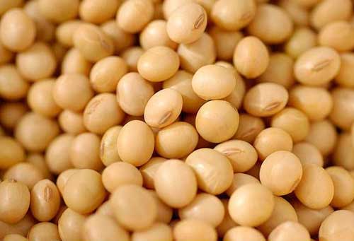 种植与良种：秋大豆的优良品种有哪些？