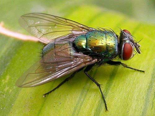 苍蝇养殖：苍蝇的危害、益处及繁殖方法