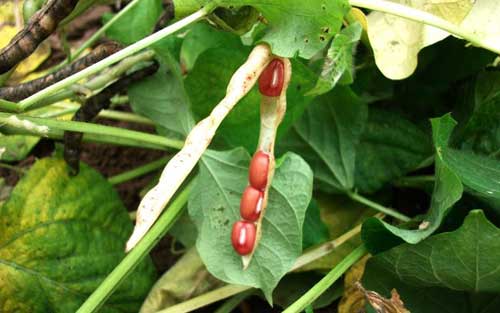 红小豆种植栽培技术及红小豆的苗期管理