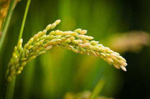 糯米稻种植栽培技术及病虫害防治方法