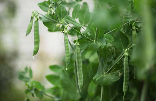 豌豆种植栽培技术|豌豆的营养价值
