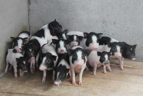香猪：小香猪养殖前景及效益和风险
