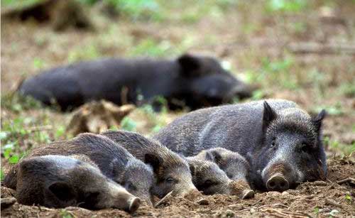 特种野猪：野猪养殖存在哪些风险