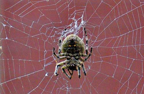 蜘蛛养殖技术及蜘蛛药用价值