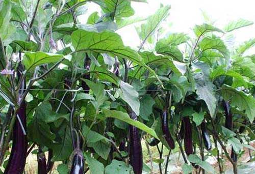 茄子种植技术及黄萎病防治方法