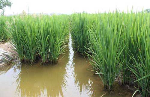 利用稻田养殖泥鳅技术及管理措施