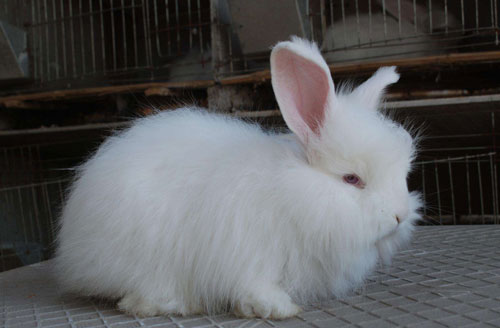 长毛兔养殖：长毛兔拔毛技术及拔毛前后管理