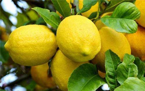 柠檬种植技术|​柠檬花期管理