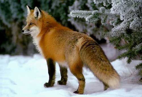 狐狸养殖经验及种狐选择技巧