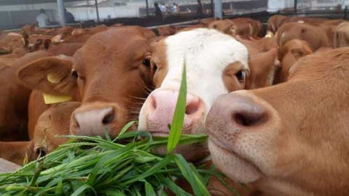 种公牛养殖及配种管理方法