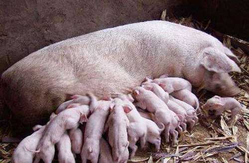 养殖经验：母猪产后催奶方法