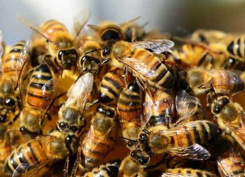 蜜蜂养殖经验：春季蜂群快速繁殖技术