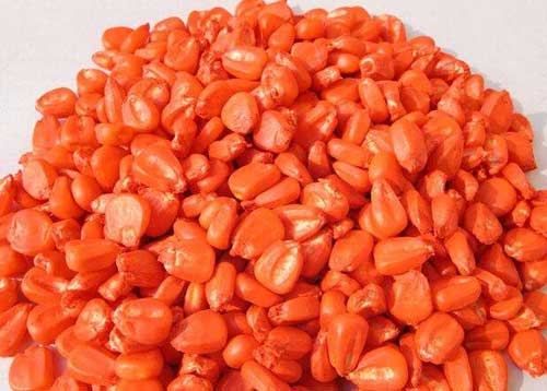 玉米种子包衣增产增效益