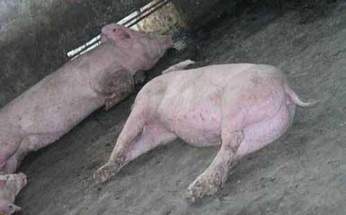 猪病防治——介绍几种猪传染病的防治方法