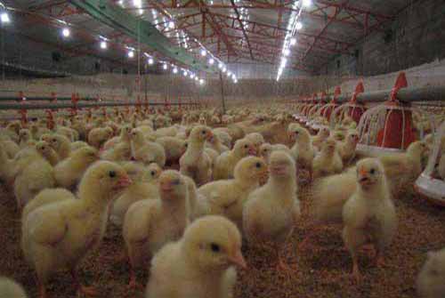 养殖经验：肉用鸡育肥与管理
