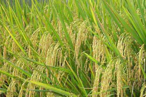 杂交水稻种植与管理：杂交中稻施肥需要注意哪些问题