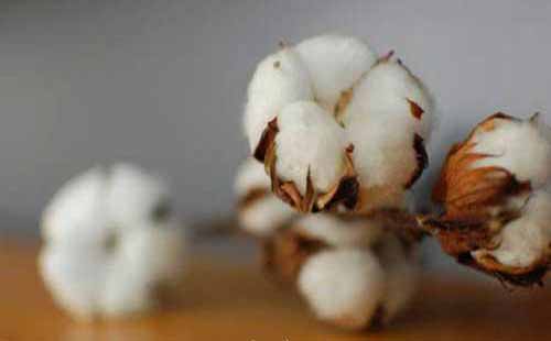 棉花缺少营养成分的诊断与补救措施