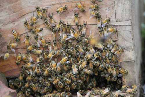 蜜蜂养殖：怎样收捕自然分蜂群
