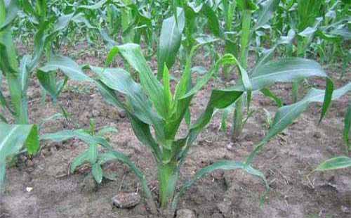 种植与增产：营养钵矮化玉米高产技术