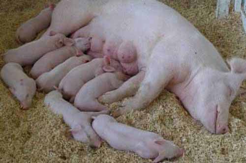 养猪技术：母猪分娩前后的饲养管理