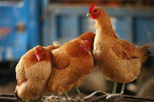 家禽养殖经验|家禽夏季防暑|怎样防止家禽中暑
