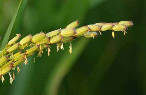 水稻种植与管理：杂交早稻壮秧四大技术环节