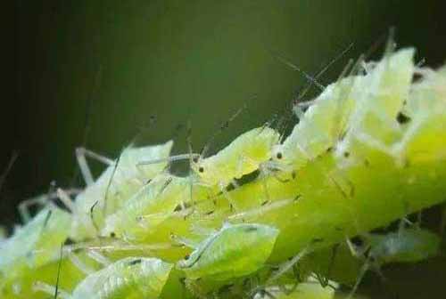 种植栽培与防病——草莓病虫害防治方法