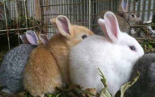 养殖与防病——家兔安全过夏和预防鸡瘟