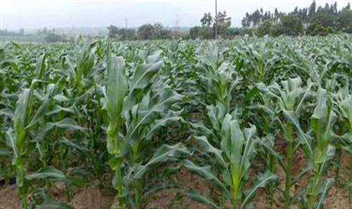种植经验——玉米缺肥的识别与补救