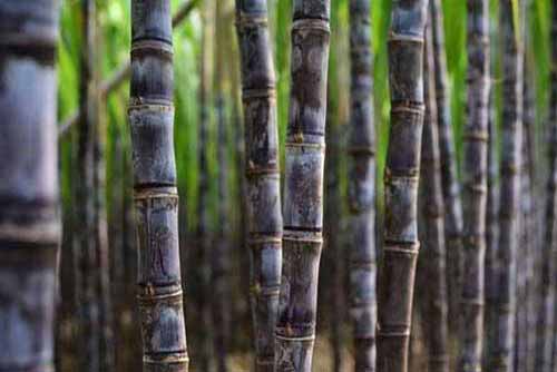 甘蔗种植经验——甘蔗缺肥的诊断与补救措施