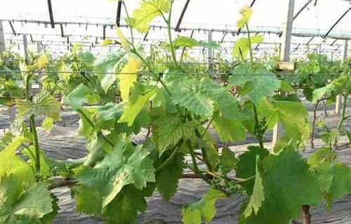 种植与收获：怎样实现两株葡萄结一吨果