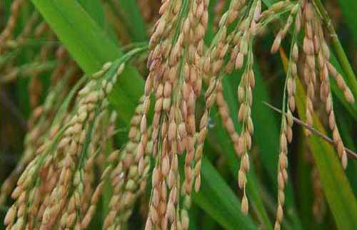 晚稻合理灌溉及晚稻高产管水经验
