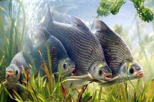 鳊鱼繁殖和​养殖技术