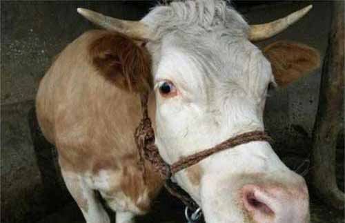 养牛与防病：牛瓣胃阻塞病主要症状及治疗方法