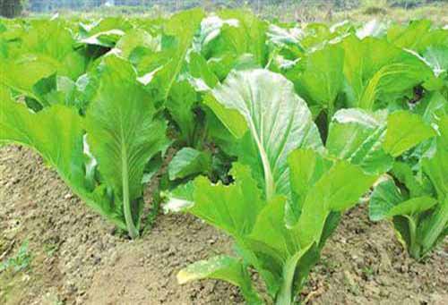 芥菜种植技术​及病虫害防治措施