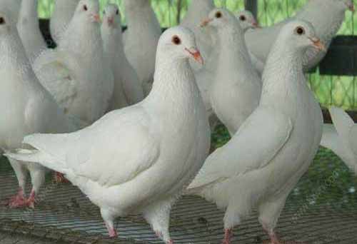 肉鸽养殖需要注意哪些问题​