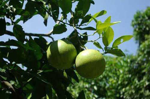 柚子种植栽培管理技术及病虫害防治措施