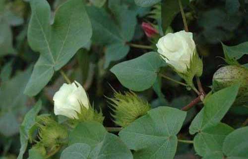 种植经验——棉花应用化学调控技术