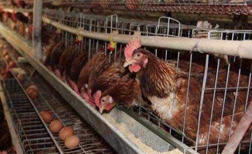 养鸡经验——蛋鸡冬季高产养殖方法
