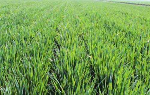 小麦种植生长过程中的叶面肥喷施方法