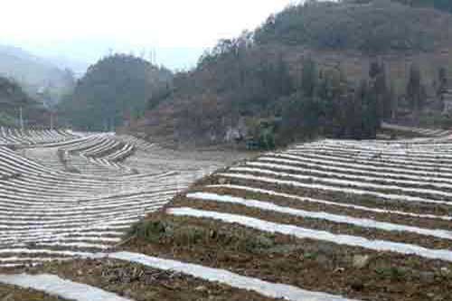 利用地膜种植栽培土豆高产技术