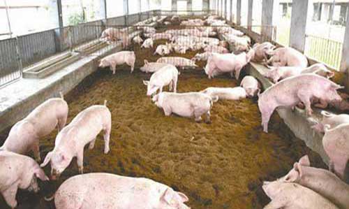 农家快速养猪受益的几种方法