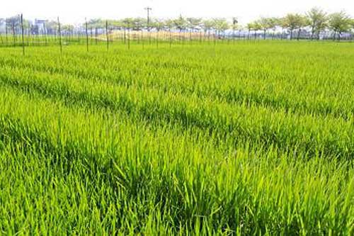 水稻种植经验——杂交晚稻后期施肥技巧